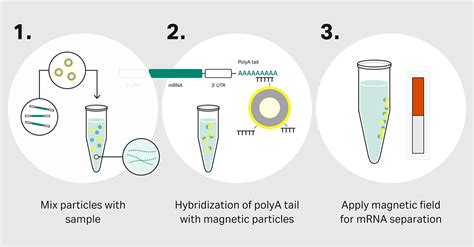 mrna purification kit|RNA Extraction .